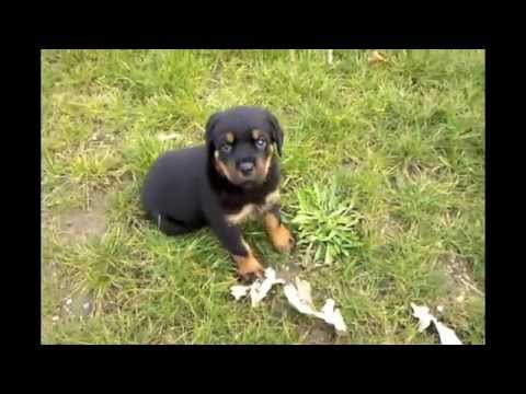 akc rottweiler puppies for sale in michigan akc rottweiler puppies for sale in michigan akc rottweiler puppies for sale in michigan akc rottweiler puppies for sale in michigan