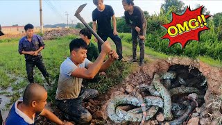 Emergency Call, Helps Young Girl Track Down 100 Snake Nest | Luận Vlog