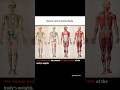 Muscle rate in Human Body