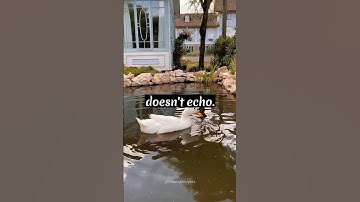 Why A Duck