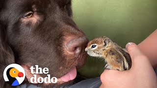 Baby Chipmunk Burrows Into Giant 115Pound Dog's Fur | The Dodo