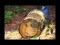 Making a tree trunk planter