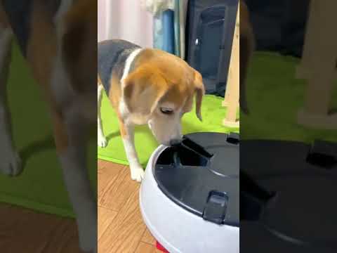 【ビーグル】13歳、シニア犬の食べっぷり！【Beagle Dog】