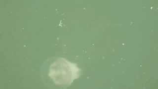 Jellyfish in the San Joaquin River - Sept. 6, 2014