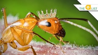 Top 3 Animals That Will Outlive Humans