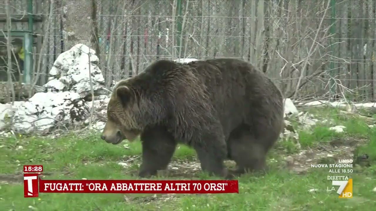 JJ4, Borgonovo: “La morte fa parte della natura”