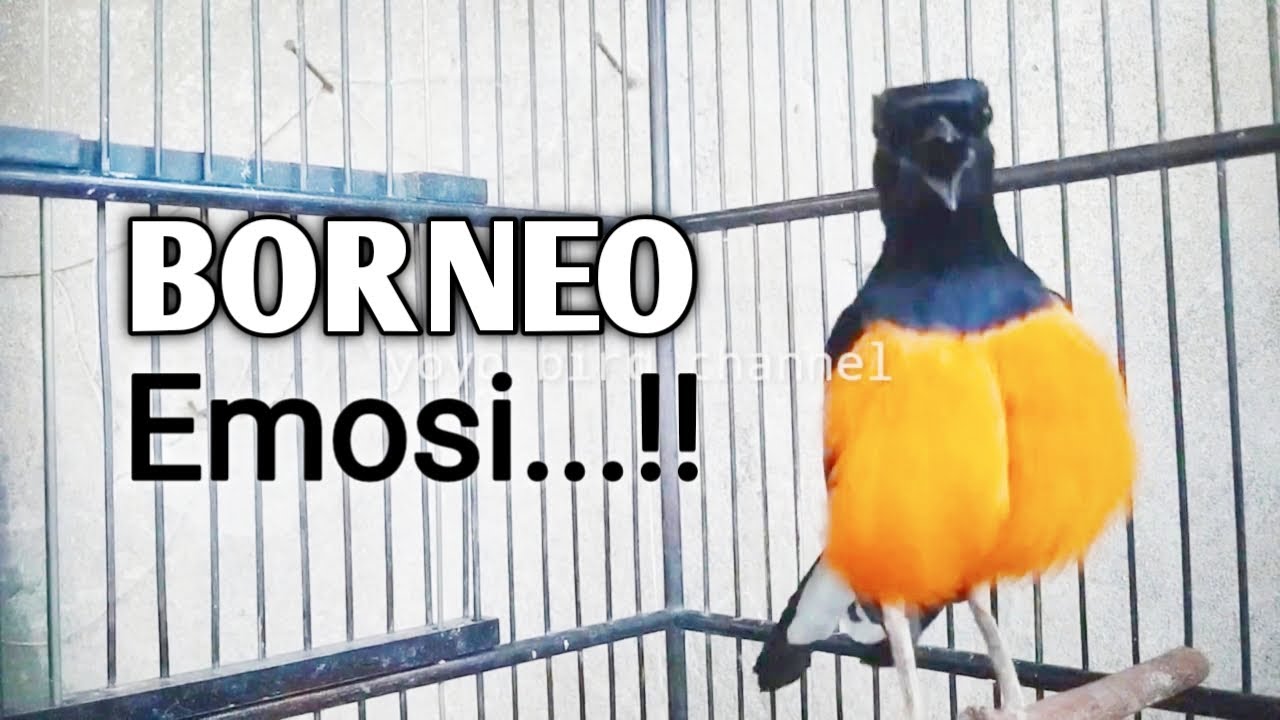 JELAS NYAUT !!! PANCINGAN MURAI BORNEO GACOR MEMANCING EMOSI LAWAN !!!