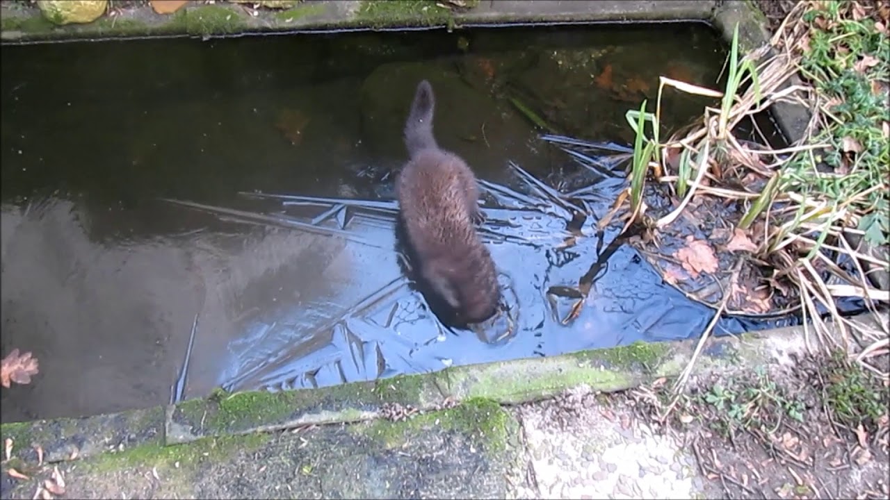 Mink Zippy   The Ice Diver