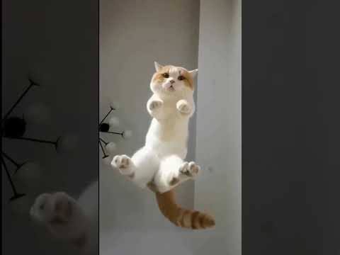 Fling Cat 😄 #shorts #shortsfeed #viral #cat #pet #animal