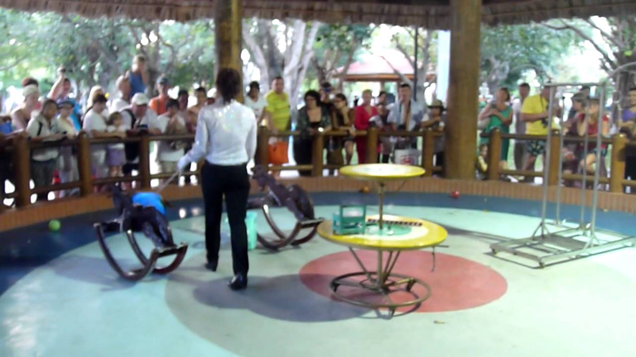 Обезьяна-акробат. Остров Vinpearl Вьетнам. - YouTube