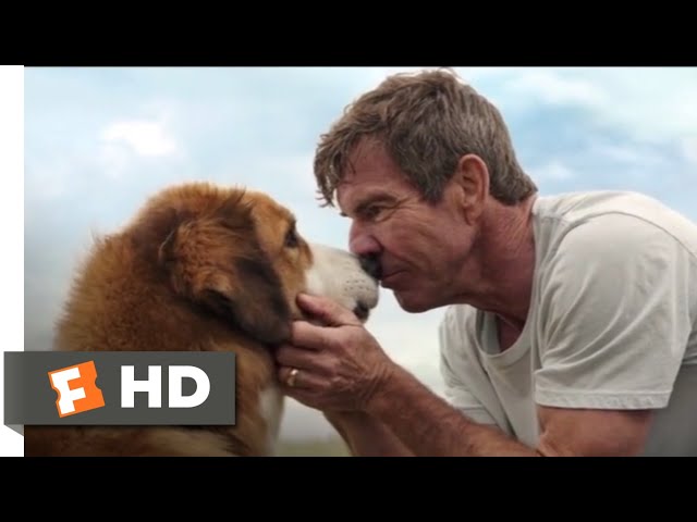 A Dog's Purpose' Finds a Good Friend at the Box Office - The New York Times