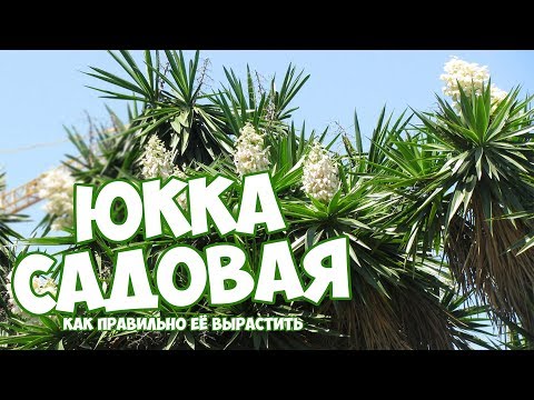 Юкка Садовая пальма? 🌿  Уход за юккой * цветы посадка и уход
