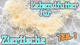 Lebendfutter für deine Fische | Teil 1 | Rote & Weiße Mückenlarven, Wasserflöhe, Cyclops