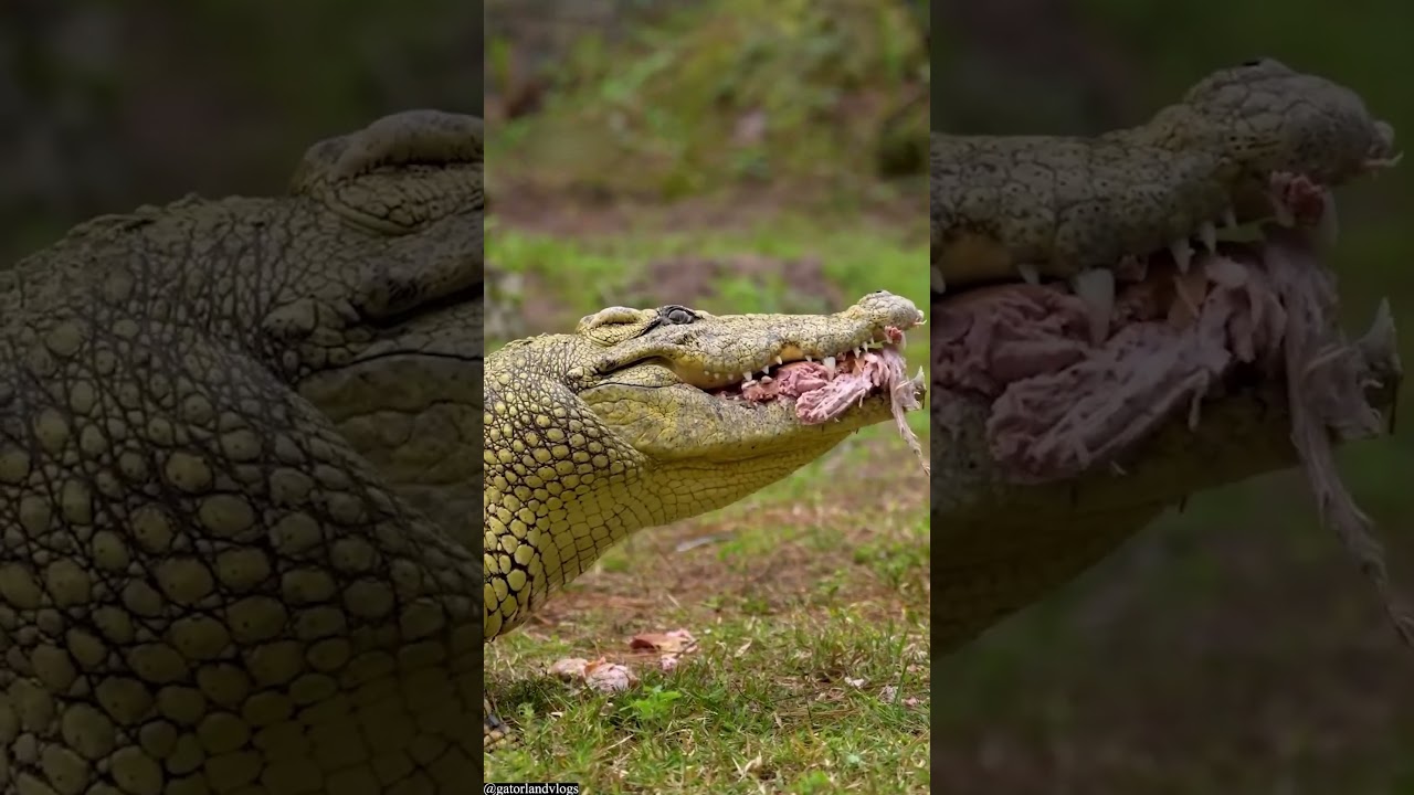 Reptiles with strongest bite force. 