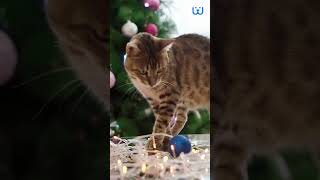 Why Do Cats Destroy Christmas Trees? Waggle