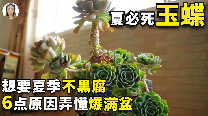 多肉七福神养护，黑腐王七福神这样养，轻松度夏成老桩爆满盆|花花世界 - 天天要闻
