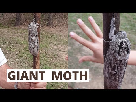 GIANT Wood Moth Found in Australia