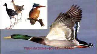 Tiếng Gà Đồng Bói Gáy Vịt Trời