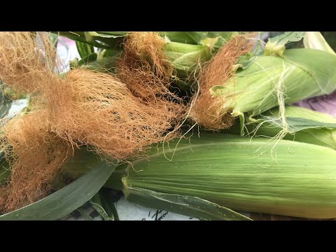 Видео: Придание кукурузе сладкого вкуса: что делать, если сладкая кукуруза не сладкая