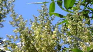 Bees In A Tree