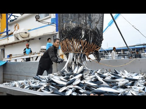 Видео: Едни и същи ли са жълтоперката и рибата тон?