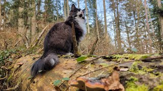Norwegian Forest Cat: Relaxing in the Forest with Odin ASMR by Norsk Skogskatt TV 1,318 views 2 months ago 7 minutes, 46 seconds