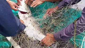 Kéo lưới cá chẽm trong vuông tôm/cá chẽm nấu lẫu nước hèm sẽ như thế nào?#TrươngsauchinVlog