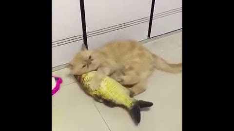Catnip Lifelike Fish Toy