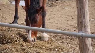 Horse eating hay 01 / free stock footage