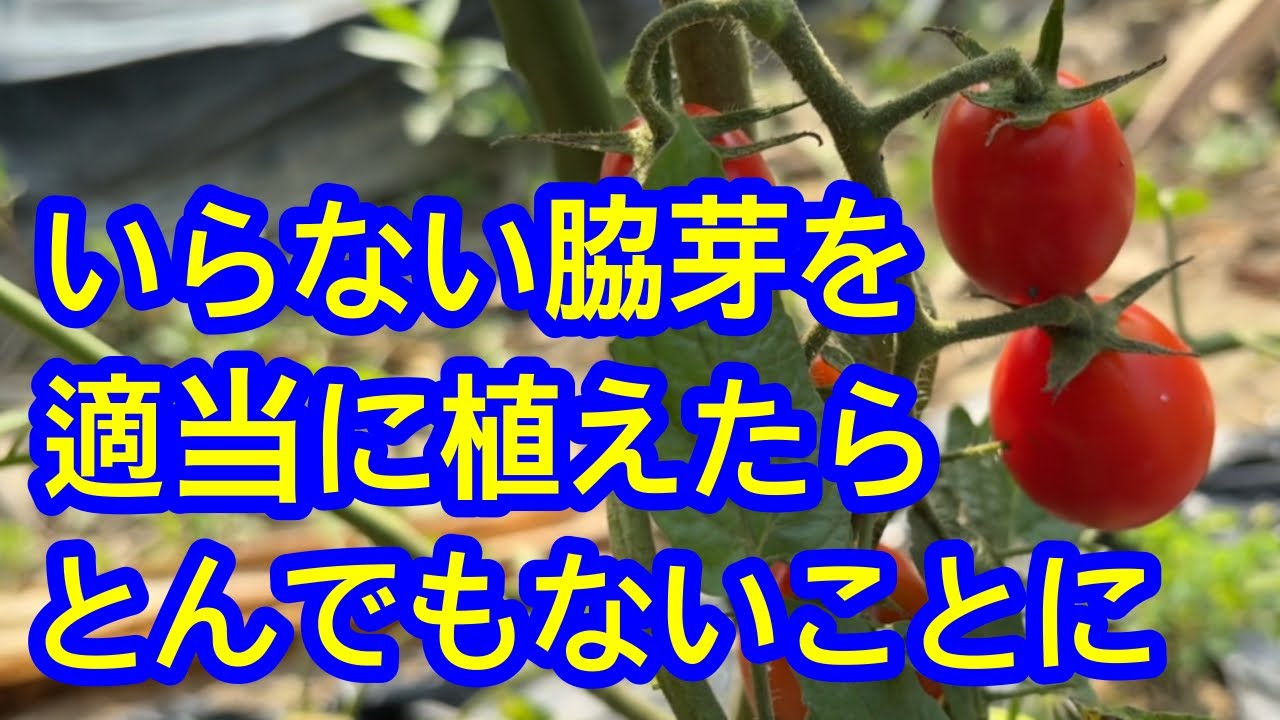 Tomatoes] If you know this, you will have no choice but to try it 
