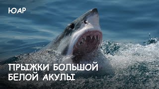 Мир Приключений Архив - Прыжки большой белой акулы. White shark jumping. Gansbaai South Africa