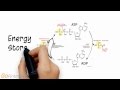 Unleashing Energy: The ATP Phosphocreatine System in Muscle Function