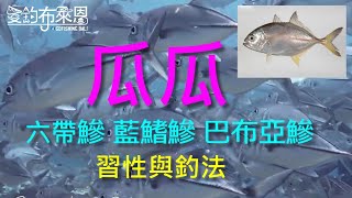 (20) 瓜瓜(六帶鰺|藍鰭鰺|巴布亞鰺)的習性與釣法【知魚不龜 ... 