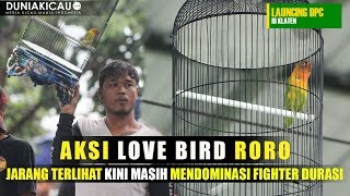 Aksi Love Bird RORO Jarang TERLIHAT Kini Masih MENDOMINASI FIGHTER DURASI