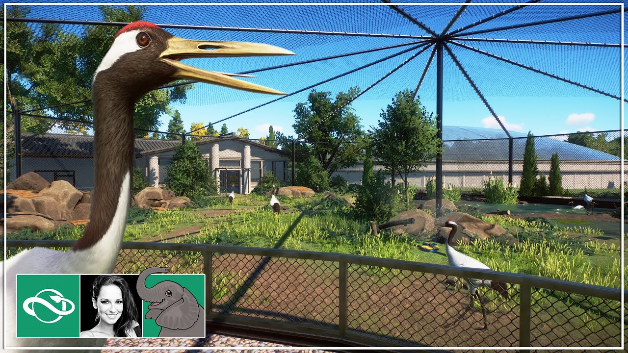 Building A Realistic Red Crowned Crane Aviary In City Zoo Planet Zoo YouTube building-a-realistic-red-crowned-crane-aviary-in-city-zoo-planet-zoo-youtube