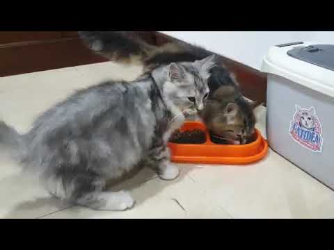 Persian cats share their breakfast peacefully 