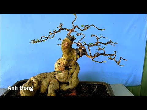 Video Tạo dáng bonsai cây hoa giấy Mỹ ghép Thái - youtube