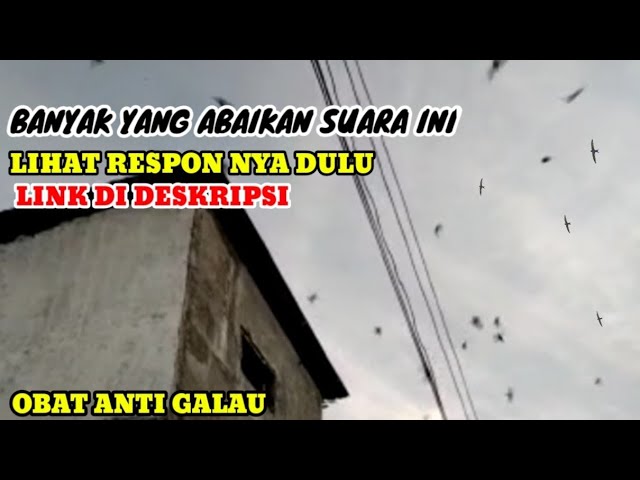 Suara panggil burung walet obat anti galau buat petani walet pemula class=