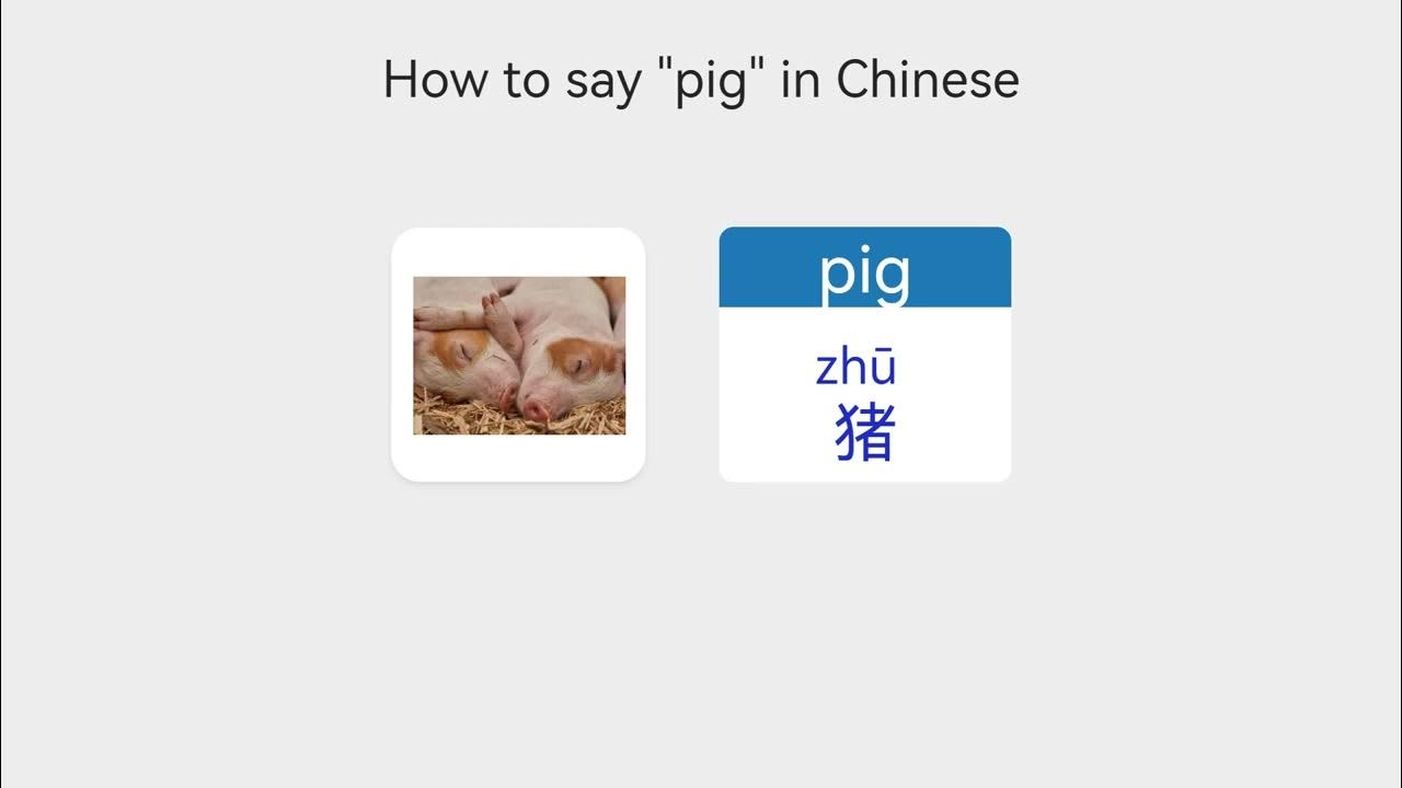 【Vocabulary Mammal Animal Names】 How to say pig in Mandarin Chinese YouTube