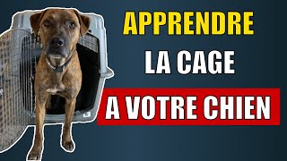 Cage pour chien : voici comment apprendre la cage RAPIDEMENT à votre chien