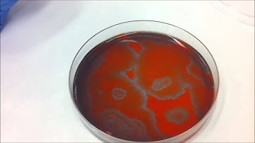 Experimental BELOUSOV-ZHABOTINKSY REACTION-DIFFUSION SYSTEM