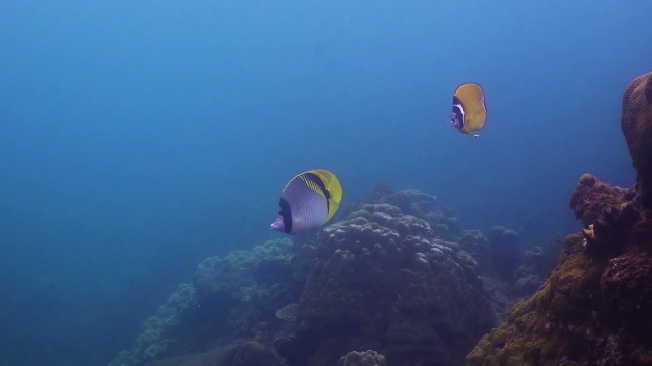 Lighthouse Bay Dive Site Koh Tao in Thailand