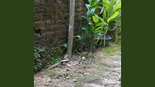 Download Lagu Pulanglah Kasihku MP3