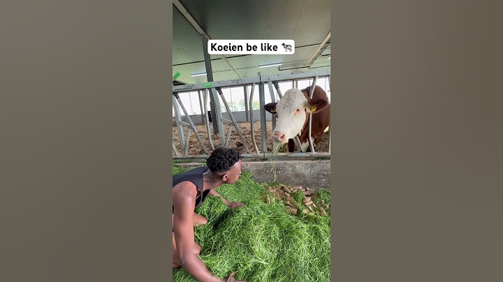 Koeien be like 😂