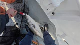 Party Boat Striped Bass fishing on the Queen Mary Limit Released Fish