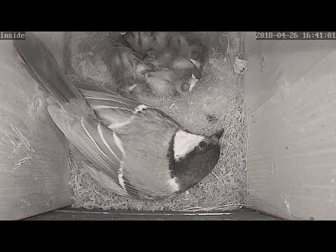 シジュウカラ巣箱ライブカメラ Live Japanese Tit Nest Box Cams Youtube シジュウカラ巣箱ライブカメラ Live Japanese Tit Nest Box Cams Youtube