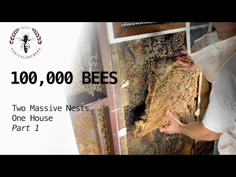 100,000 Bees in One House - Part 1