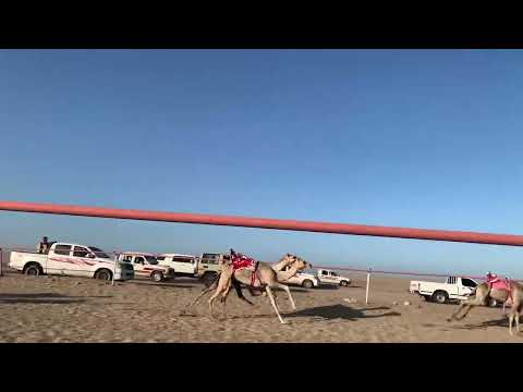 الشوط الصعوب مكس ١٢٠٠ متر العيص ل سالم بن حليان الجهني