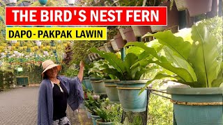 The Birds Nest Fern Amazing Arrays Of Ferns Dapo Plants Pakpak-Lawin