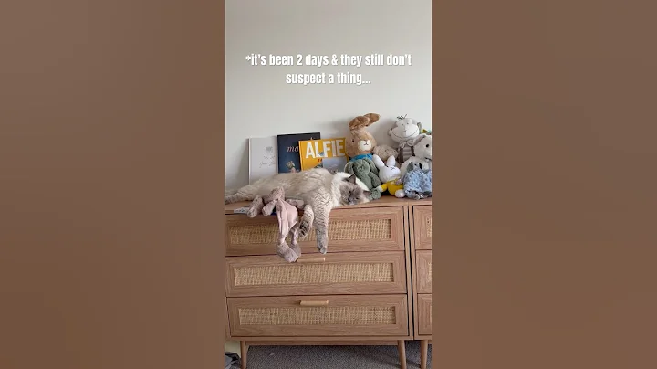 Video 6048321: ragdollcat catlover cats, ragdollcat funnycats, family catlover